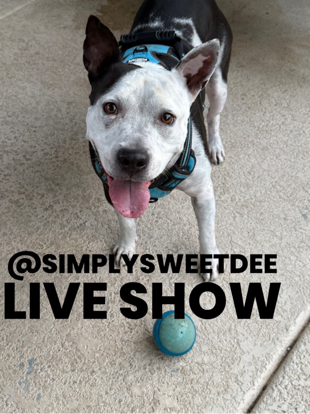 LIVE Show @simplysweetdee Notification